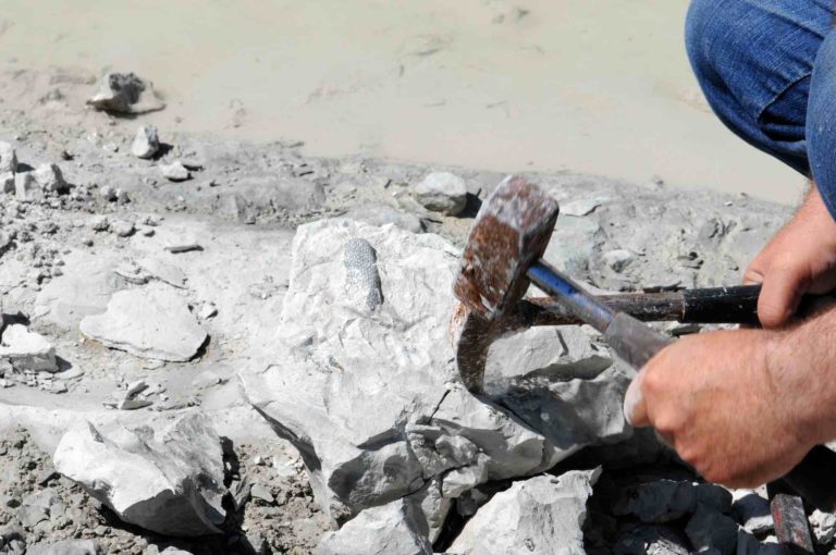 collecte de fossile