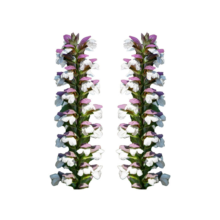 acanthus-mollis