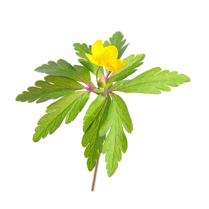 anemone-fausse-renoncule