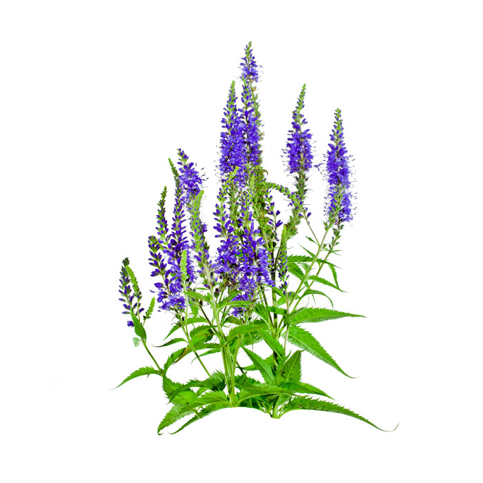 veronique-officinale