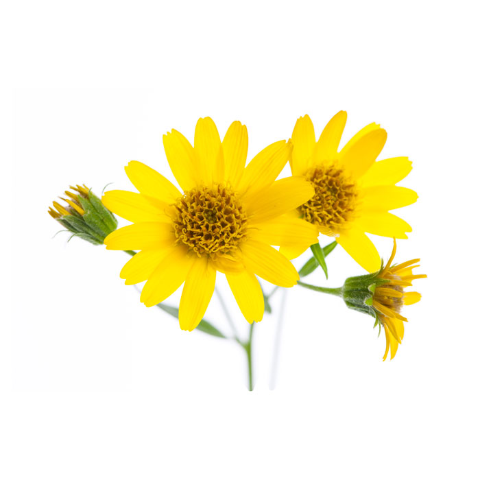arnica