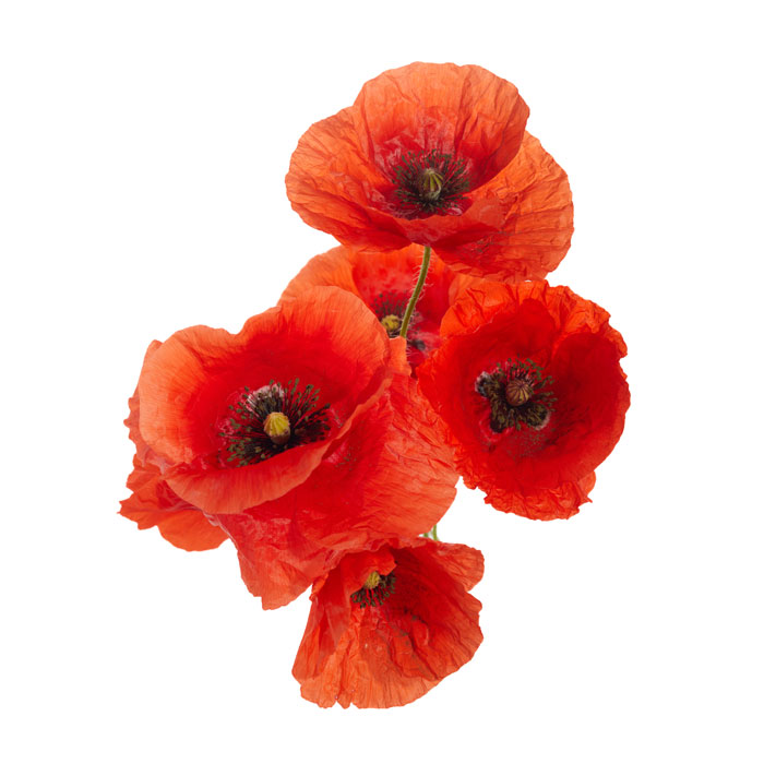 coquelicot