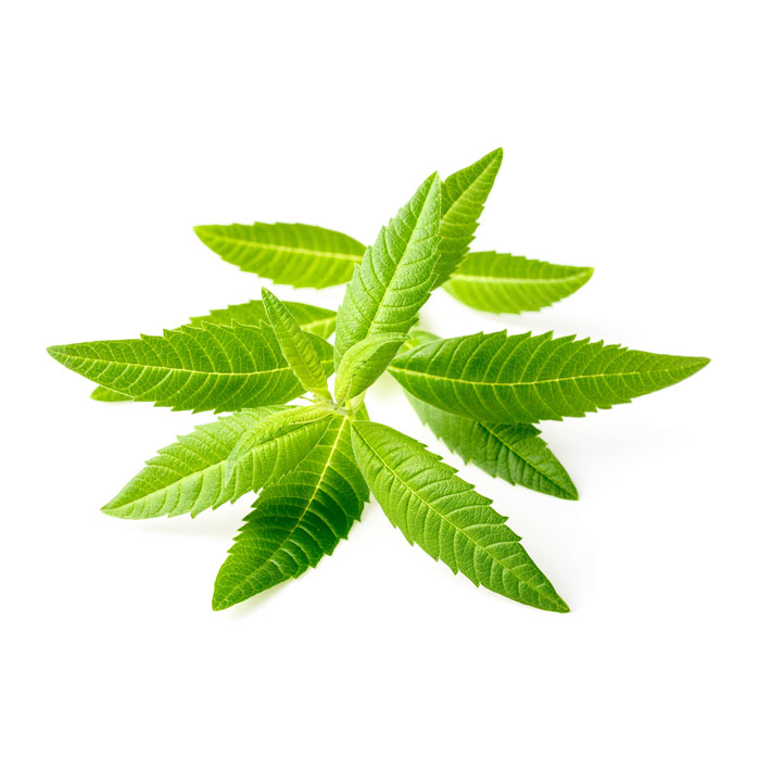 verveine-citronnee