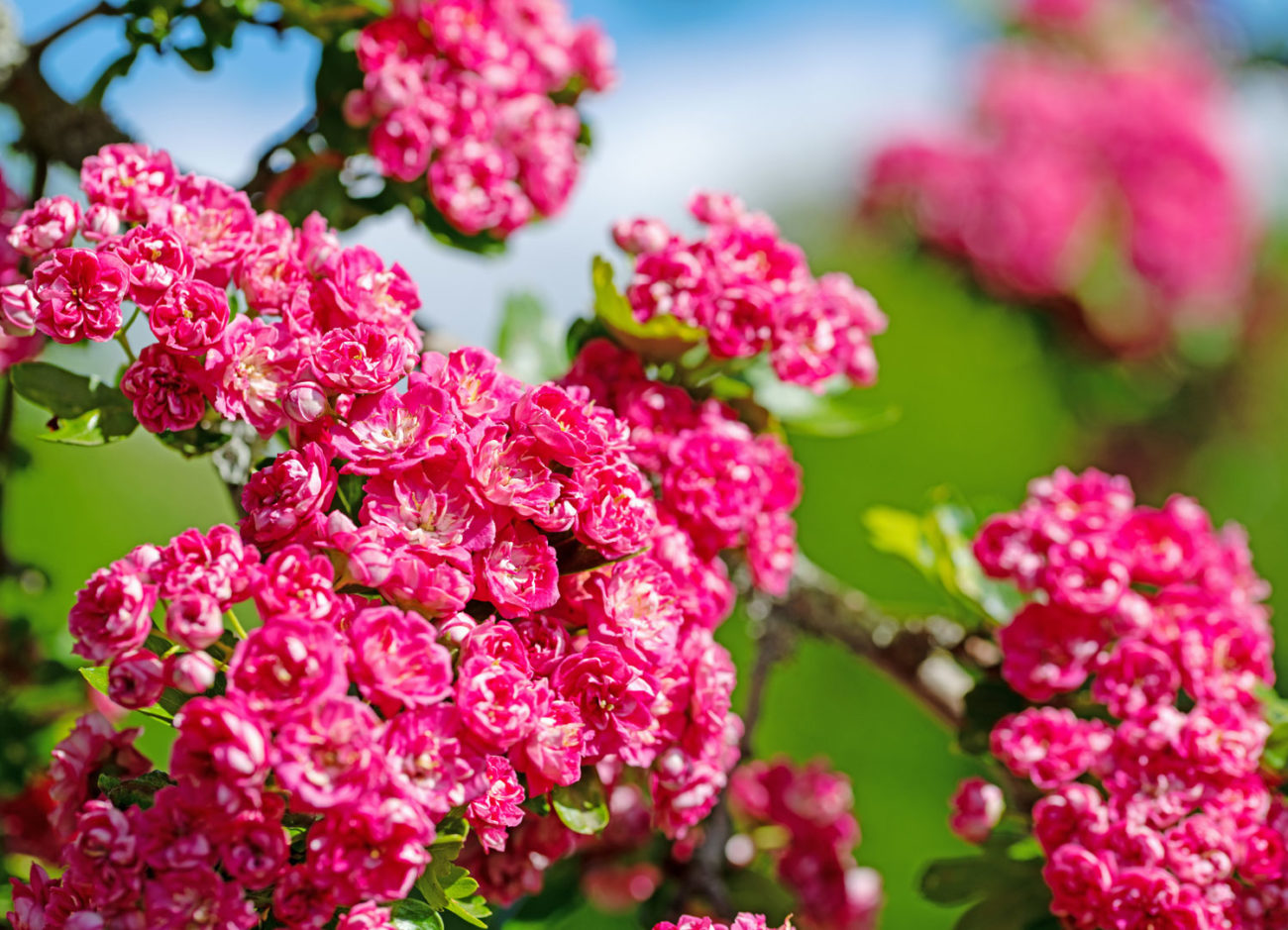 Aubépine rouge : Propriétés, Bienfaits et Applications en Phytothérapie ...
