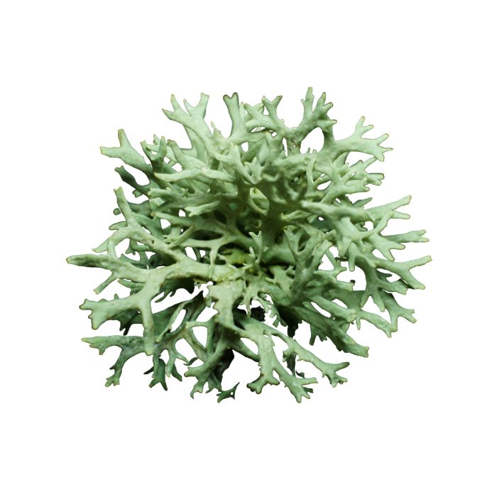 lichen-d-islande