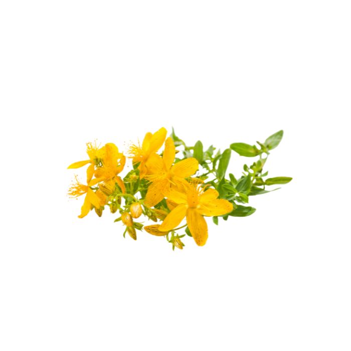 millepertuis-officinal