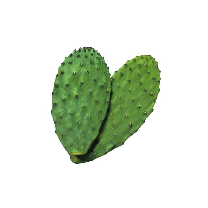 nopal