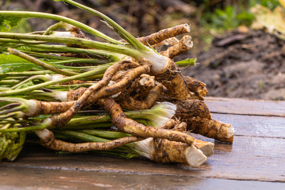 raifort-propri-t-s-bienfaits-et-applications-en-phytoth-rapie