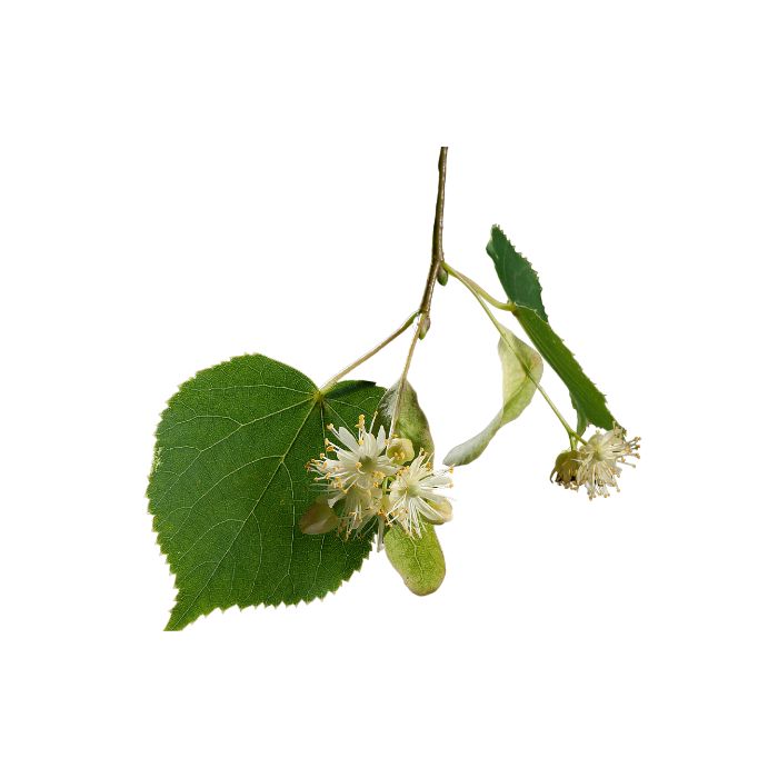 tilleul-a-grandes-feuilles