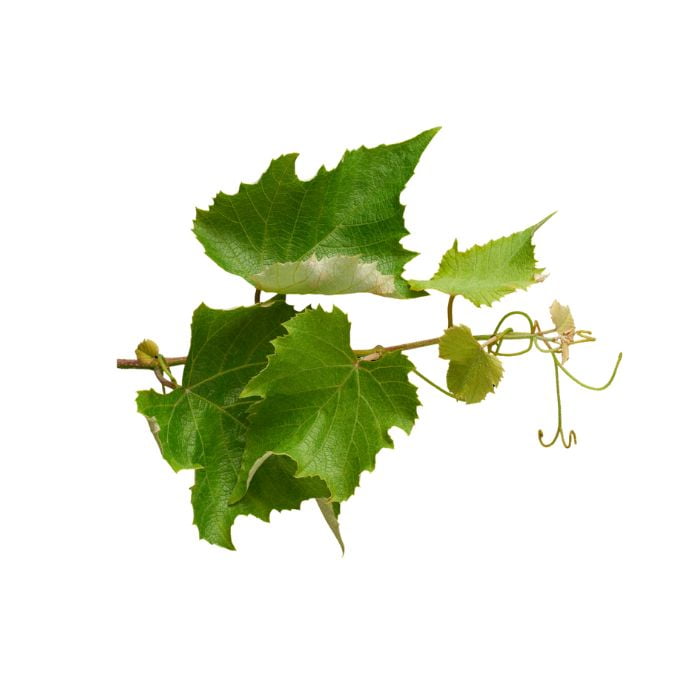 bourgeon-de-vigne-vierge