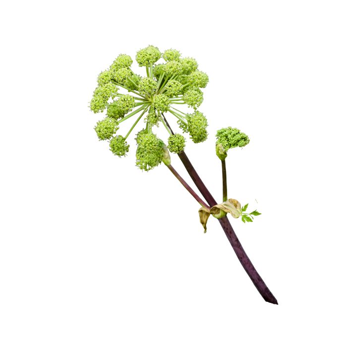 huile-essentielle-angelique