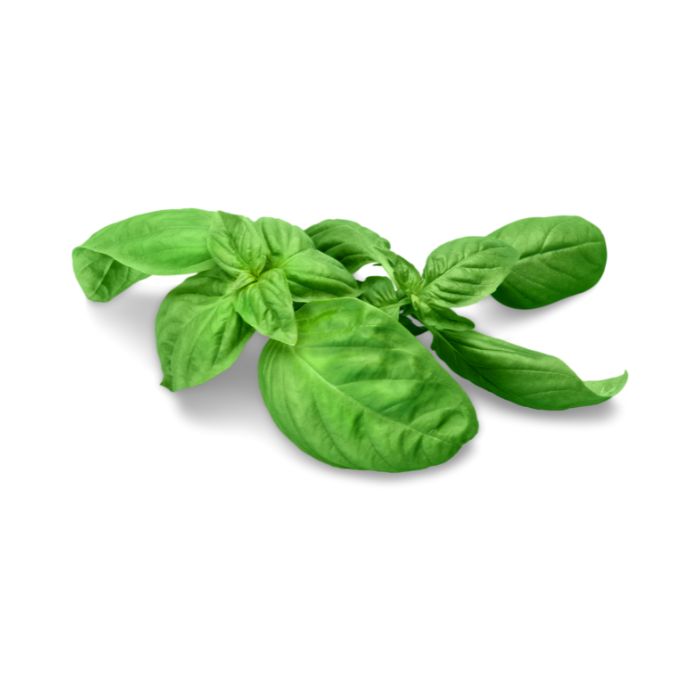 huile-essentielle-basilic