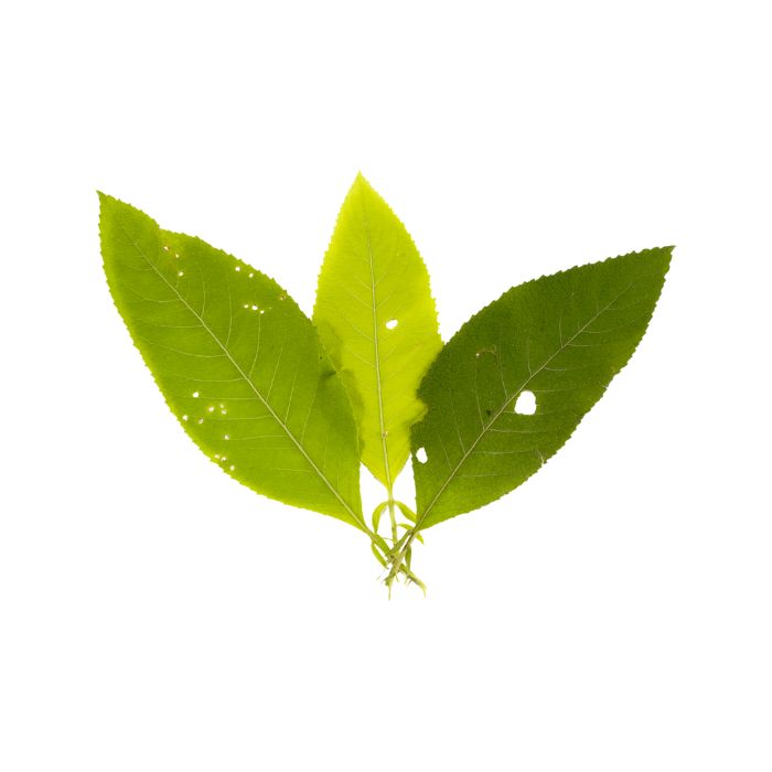 huile-essentielle-bois-de-ho