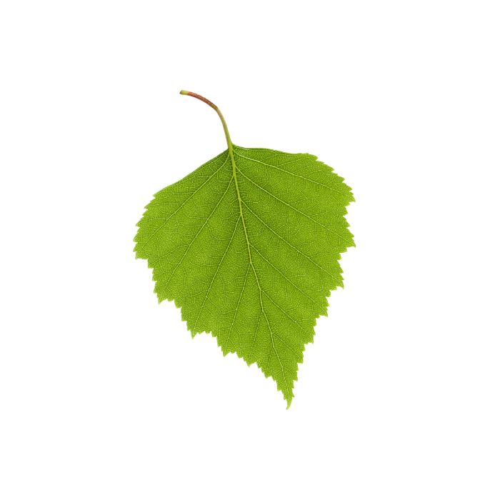 huile-essentielle-bouleau