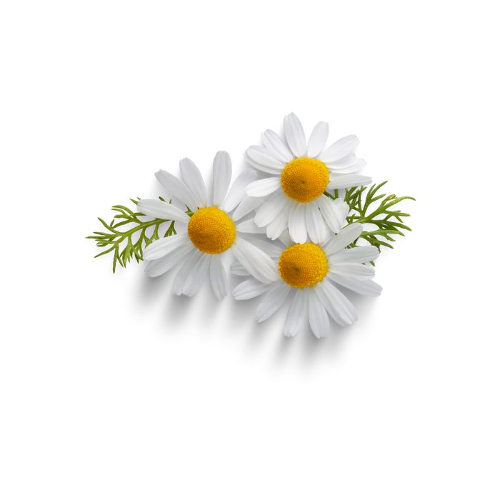 huile-essentielle-camomille-romaine