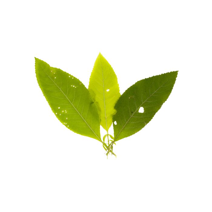 huile-essentielle-camphrier