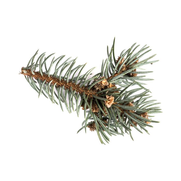 huile-essentielle-epinette-noire