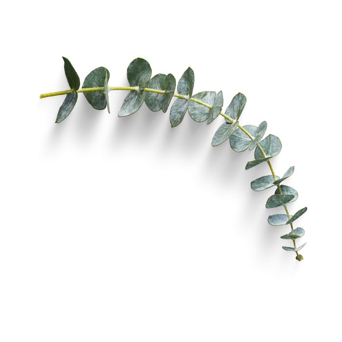 huile-essentielle-eucalyptus-menthole