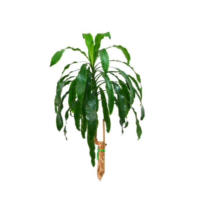 huile-essentielle-fragonia