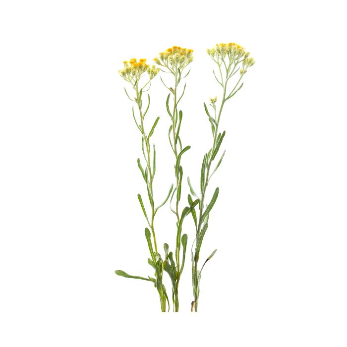 huile-essentielle-helichryse-de-madagascar