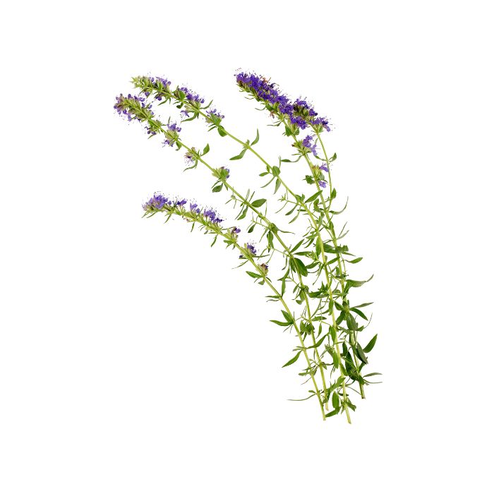 huile-essentielle-hysope-couchee