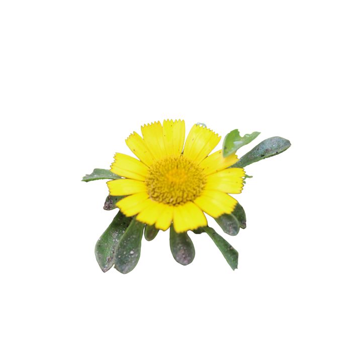 huile-essentielle-inule-odorante