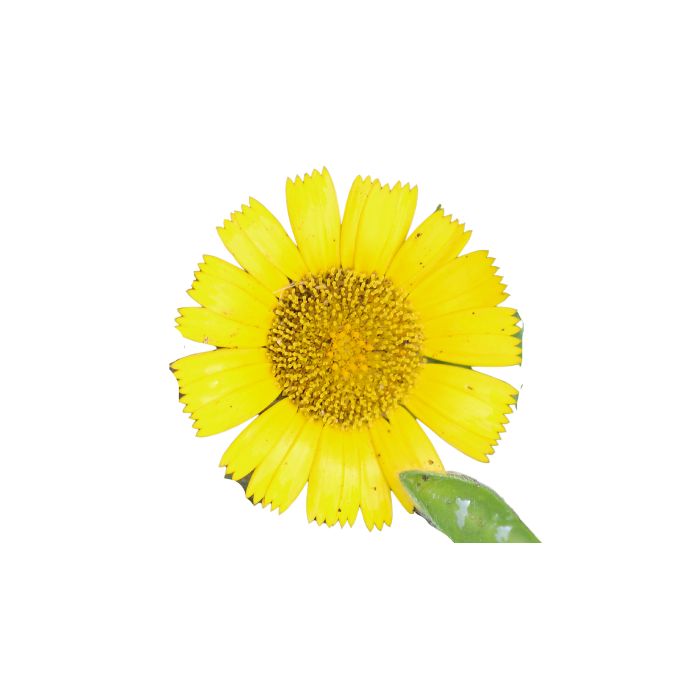 huile-essentielle-inule