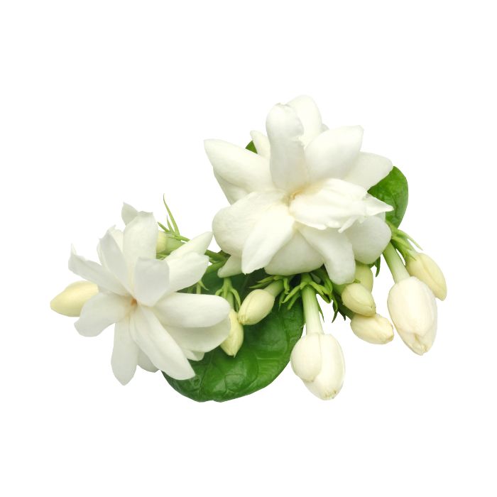 huile-essentielle-jasmin-grandiflorum