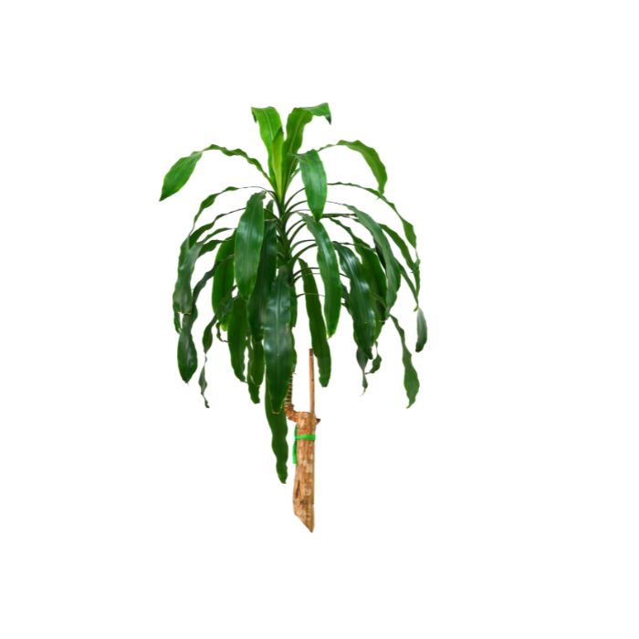 huile-essentielle-mandravasarotra