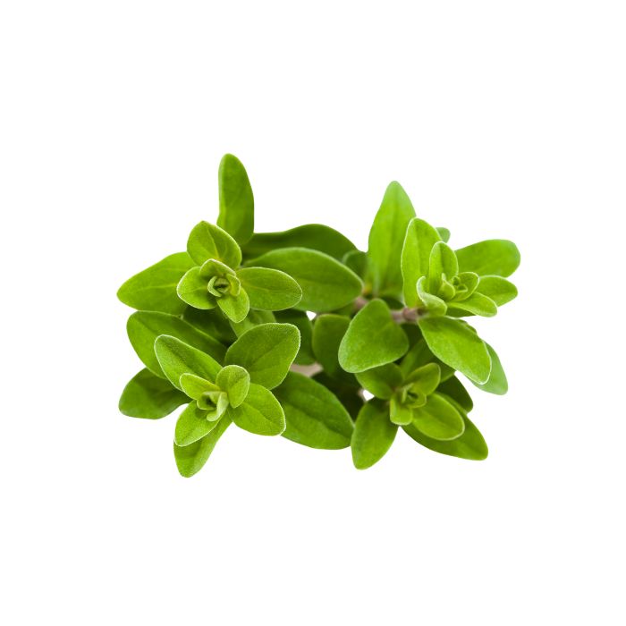 huile-essentielle-marjolaine-coquille