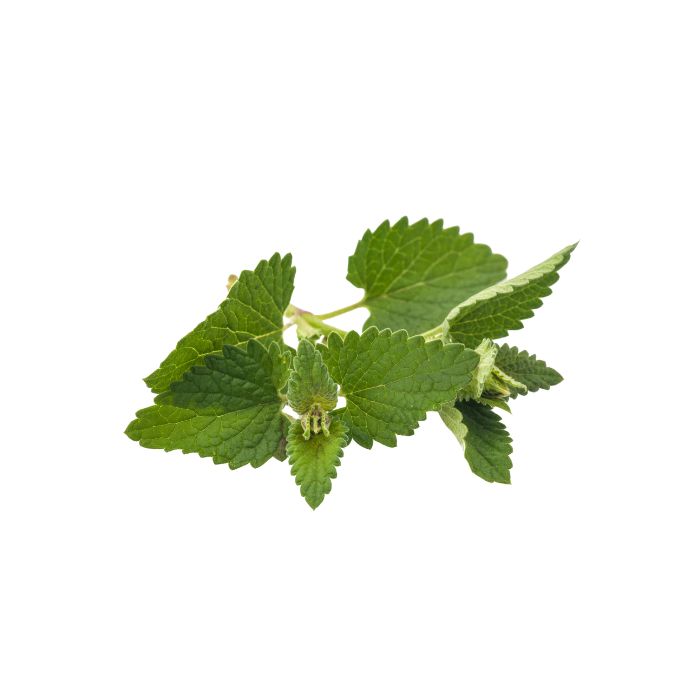 huile-essentielle-melisse-officinale-de-provence