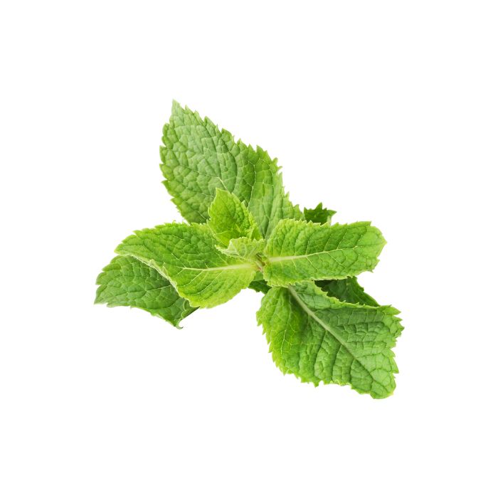 huile-essentielle-menthe-poivree-de-provence