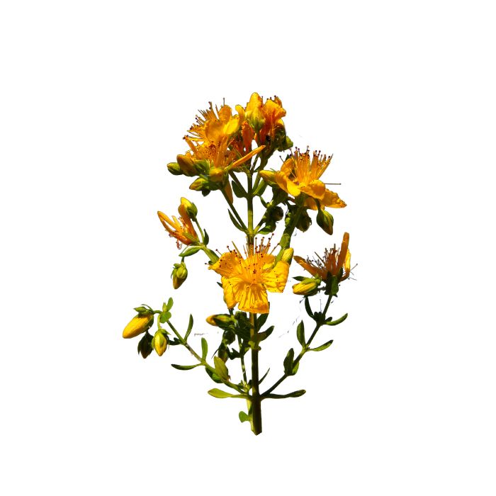 huile-essentielle-millepertuis