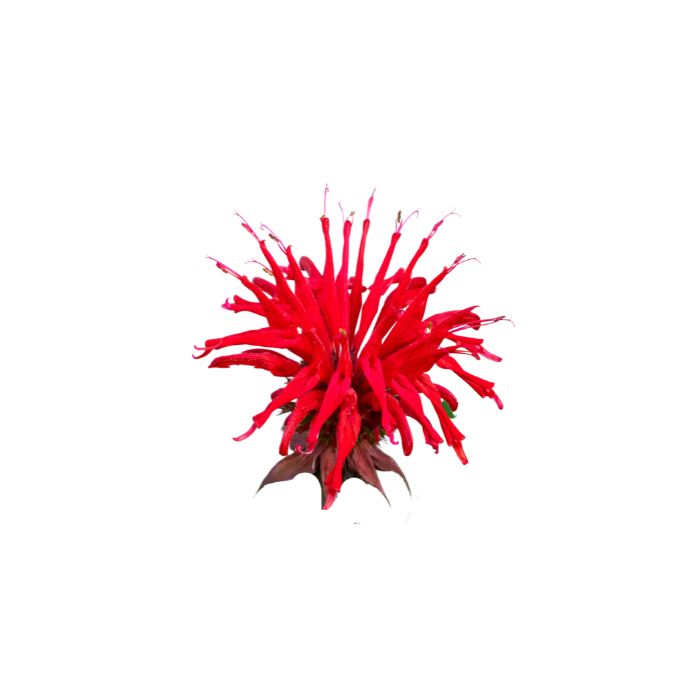 huile-essentielle-monarde