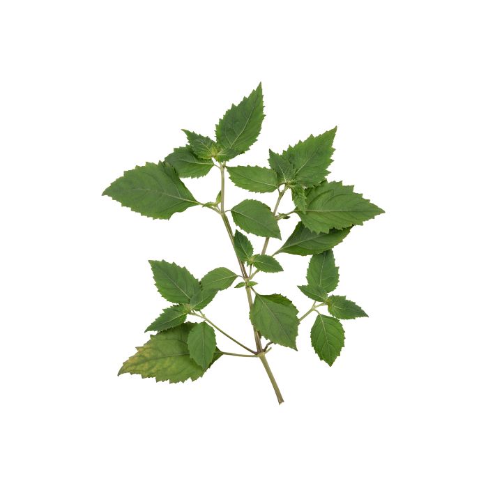 huile-essentielle-patchouli-sri-lanka