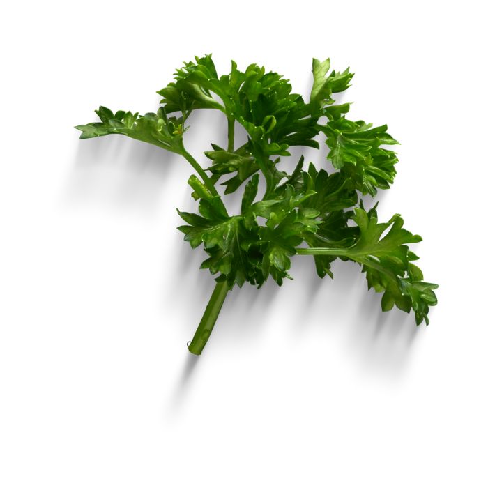 huile-essentielle-persil-plat