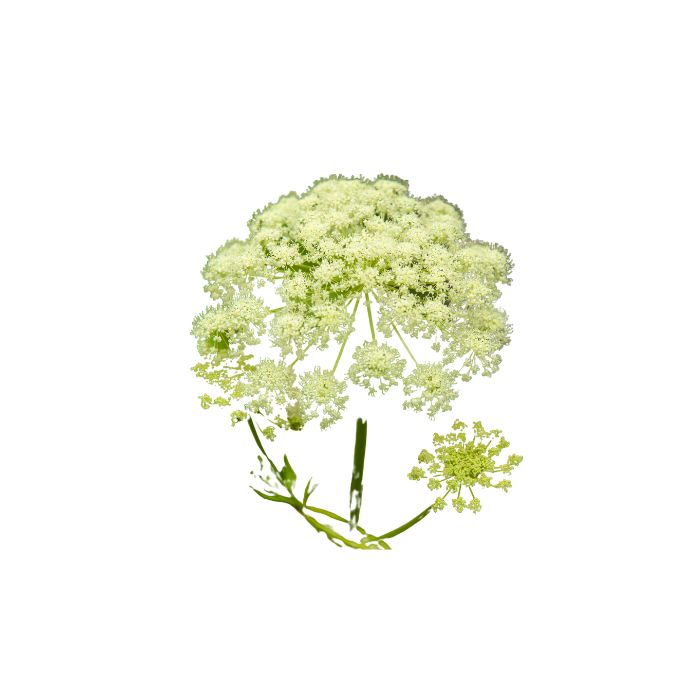 huile-essentielle-pruche-du-canada