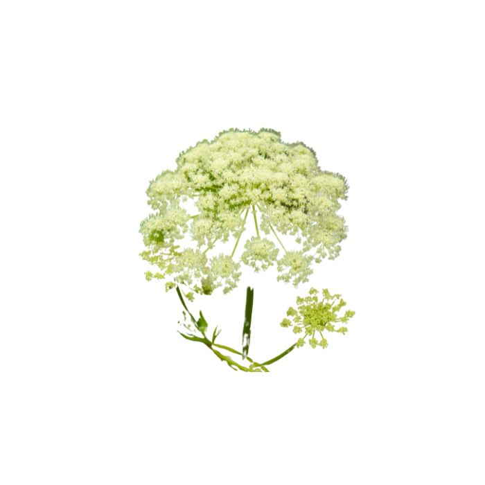 huile-essentielle-pruche