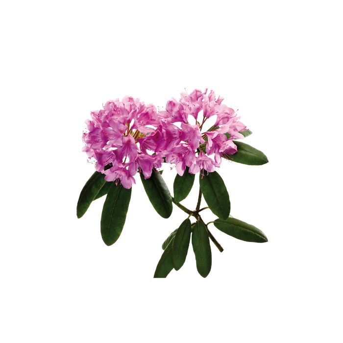 huile-essentielle-rhododendron