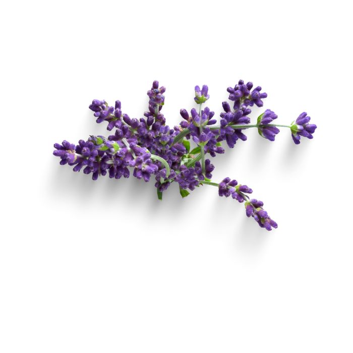 huile-essentielle-rosalina