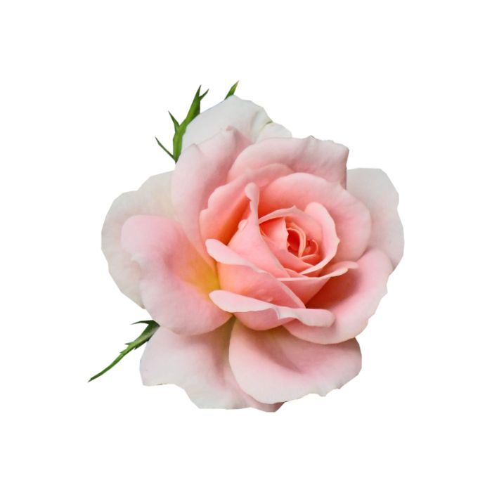 huile-essentielle-rose