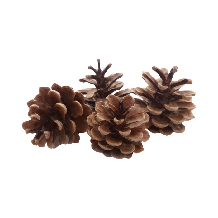 huile-essentielle-sapin-de-siberie