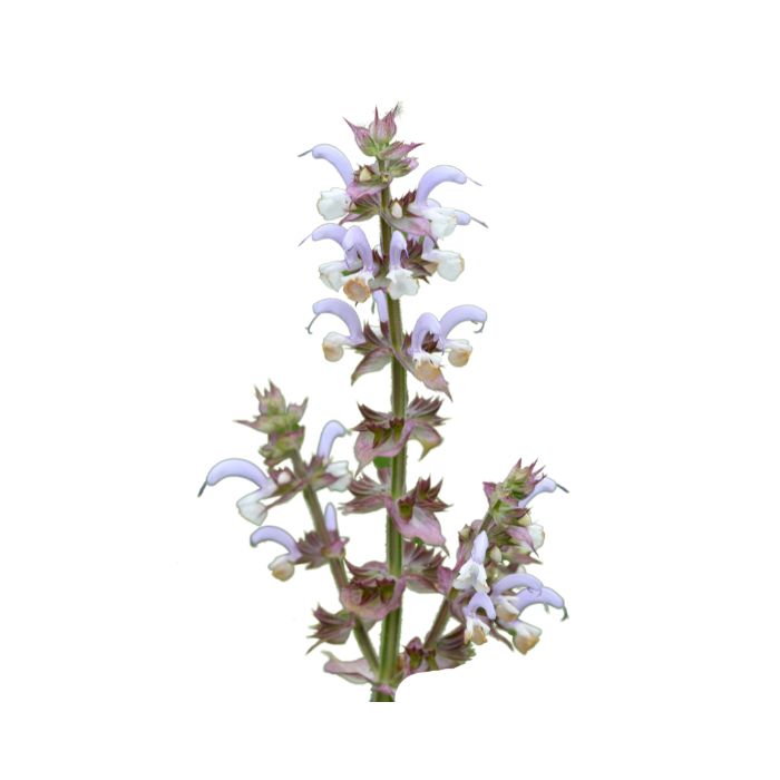 huile-essentielle-sauge-sclaree