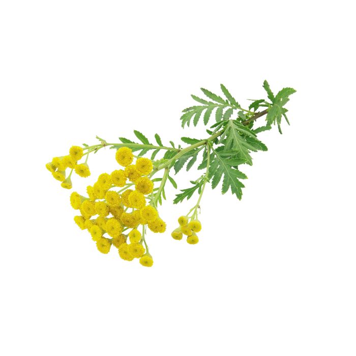 huile-essentielle-tanaisie-annuelle