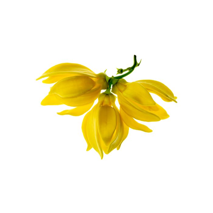 huile-essentielle-ylang-ylang