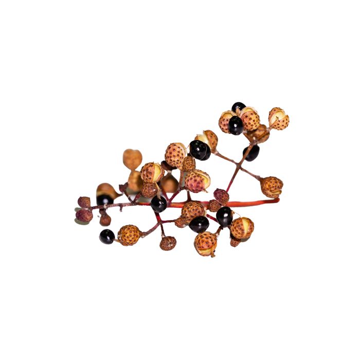 huile-essentielle-zanthoxylum-sauvage