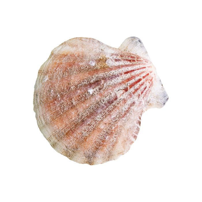 aliment-coquille-st-jacques