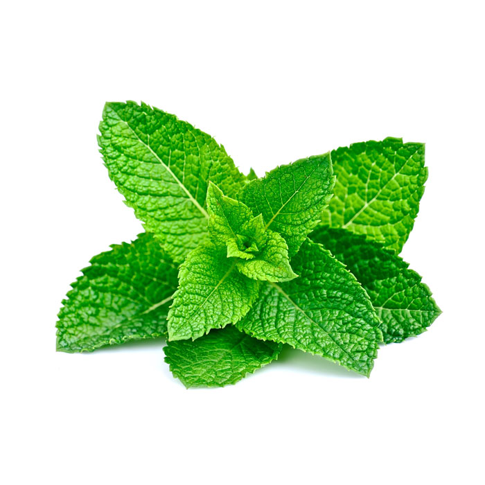 aliment-menthe