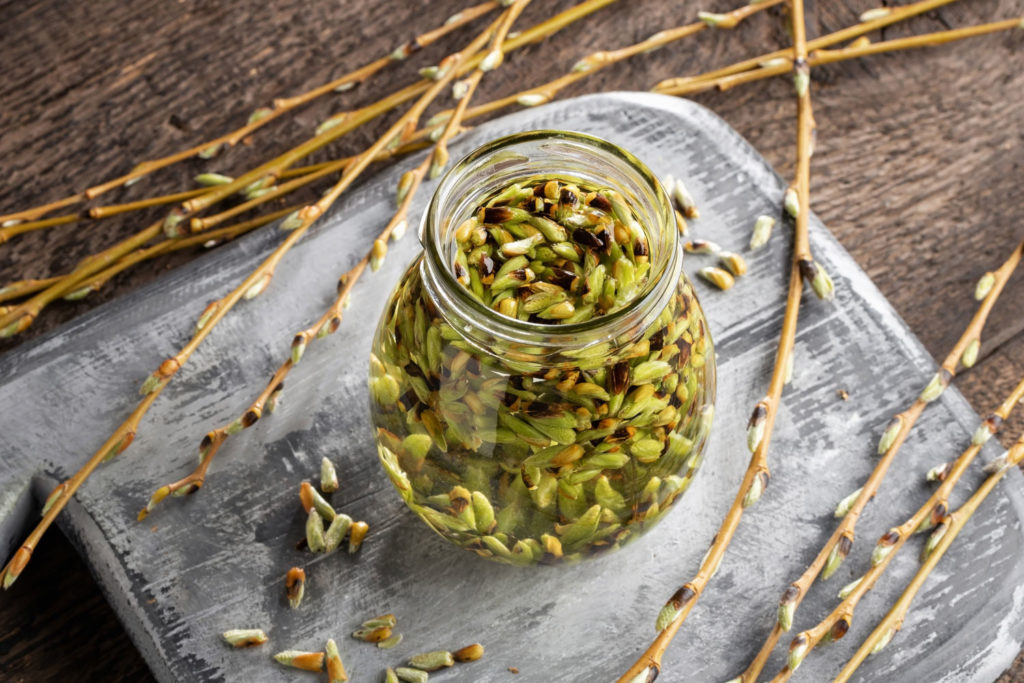 comment-fonctionne-la-gemmotherapie