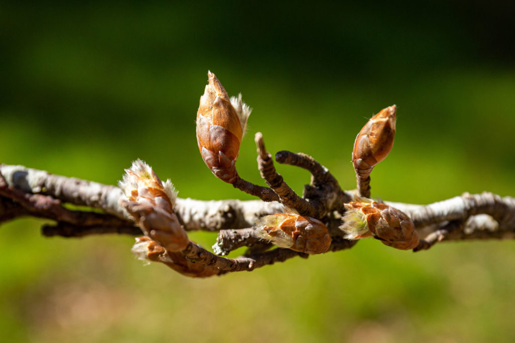 guide-securite-gemmotherapie